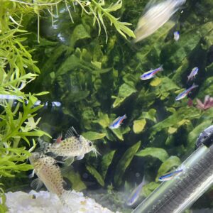 Corydora puntactus
