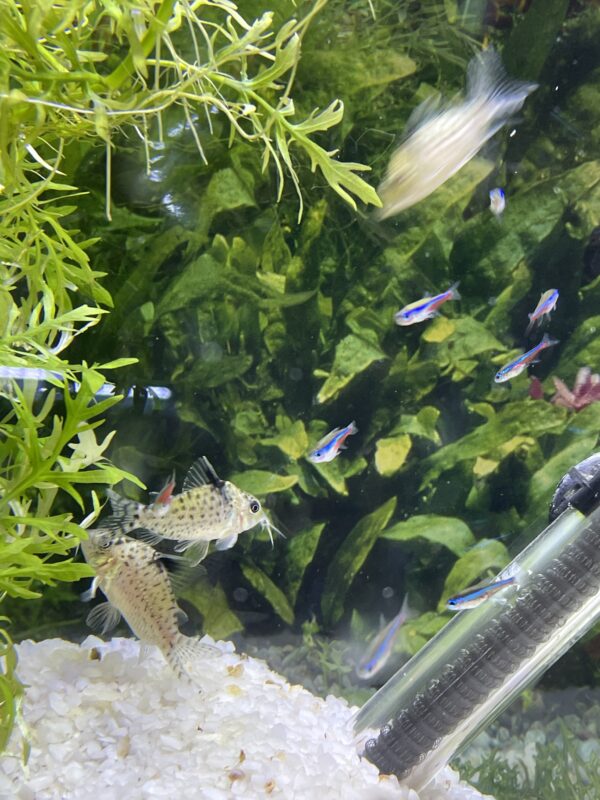 Corydora puntactus