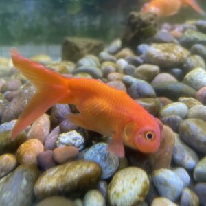 Carassius burbujas