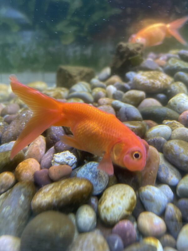 Carassius burbujas
