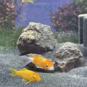 Koi 3 a 5 CM