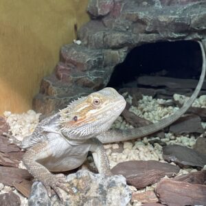 Dragon Barbudo Nominal Mediano Pogona Vitticeps