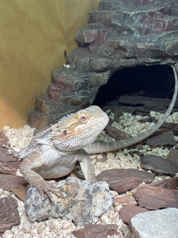 Dragon Barbudo Nominal Mediano Pogona Vitticeps
