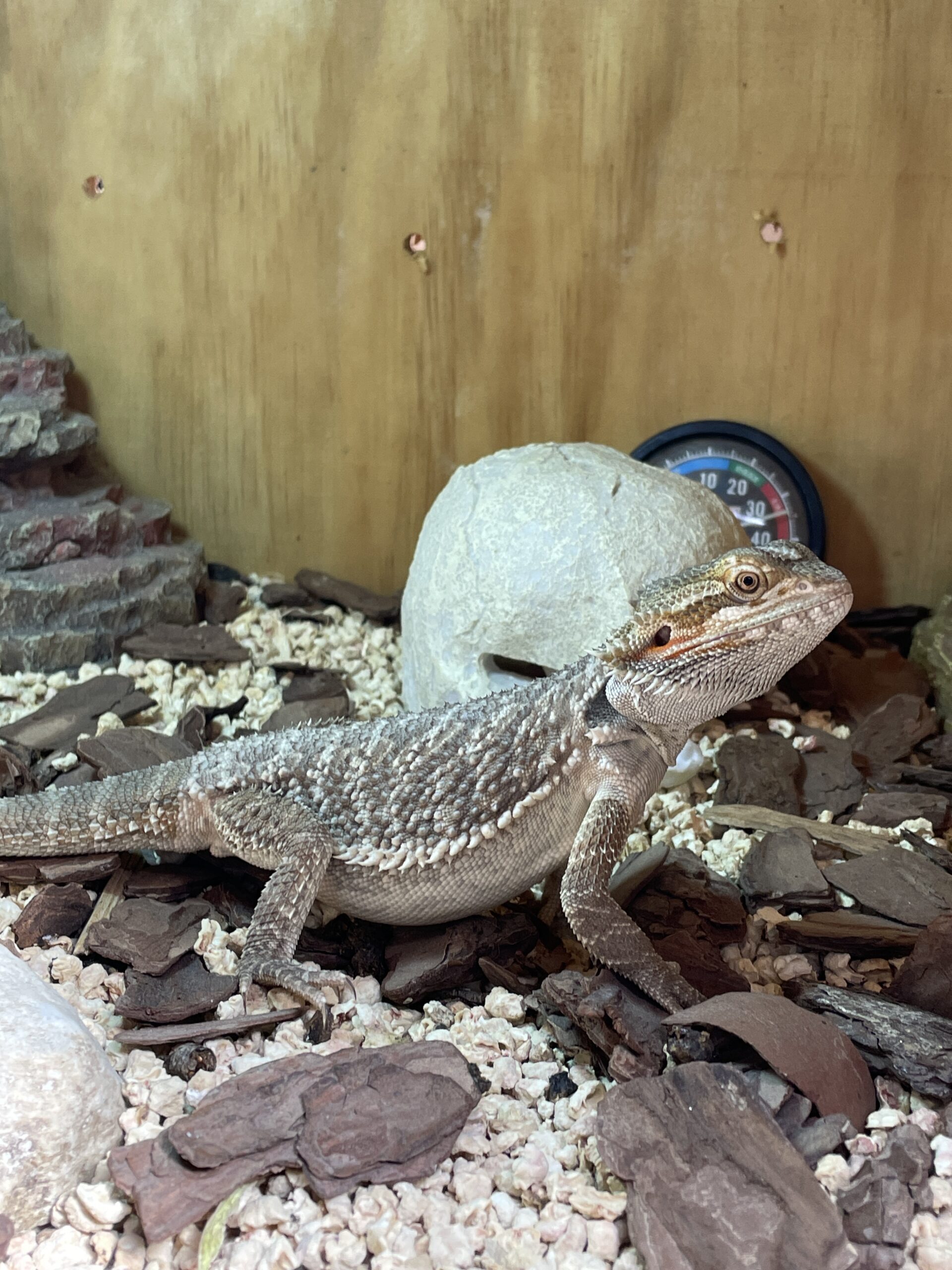 Dragon Barbudo Nominal Mediano Pogona Vitticeps - Imagen 2