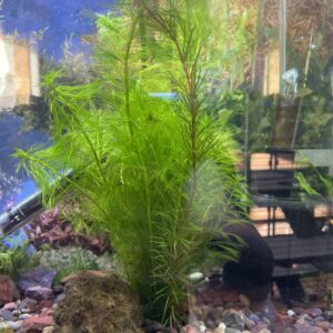 Myriophyllum green