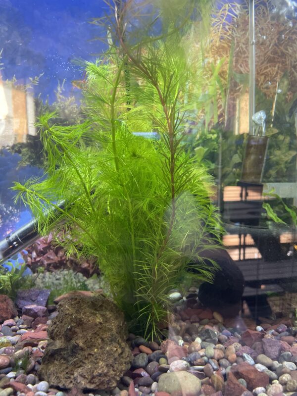 Myriophyllum green