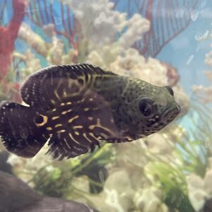 Oscar astronotus ocellatus wild