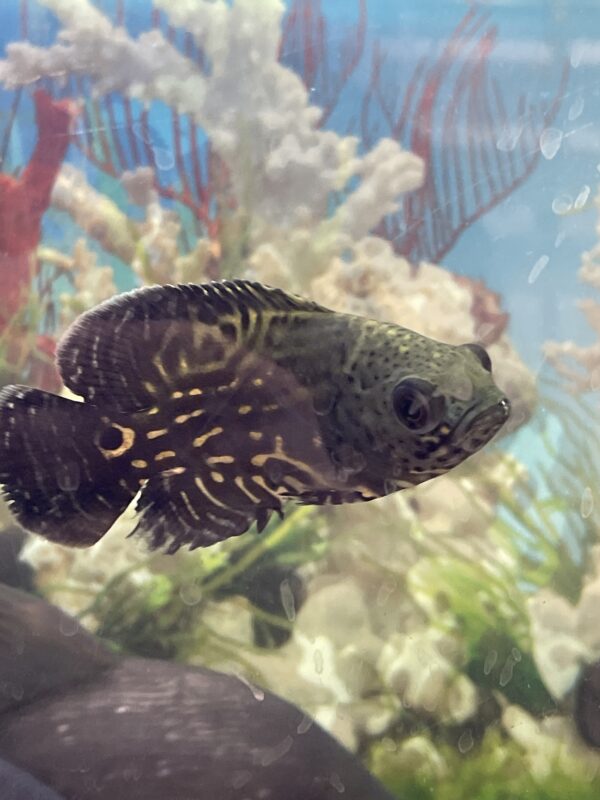 Oscar astronotus ocellatus wild