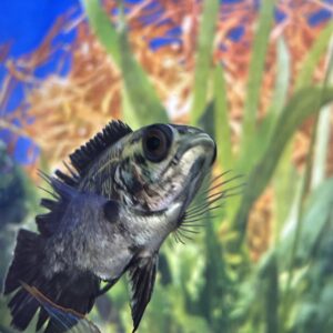 Oscar astronotus ocellatus cobre 7-8 CM
