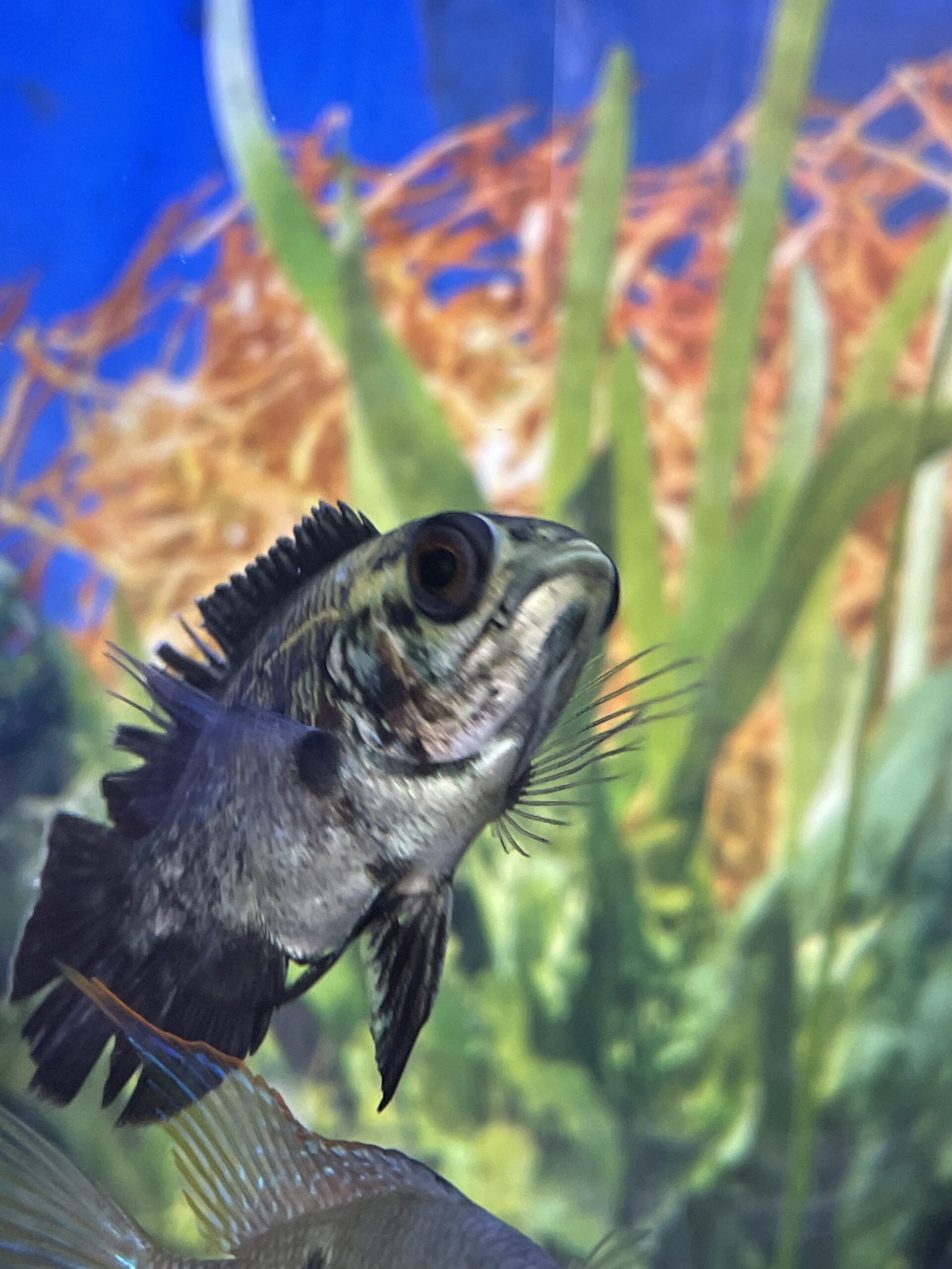 Oscar astronotus ocellatus cobre 7-8 CM