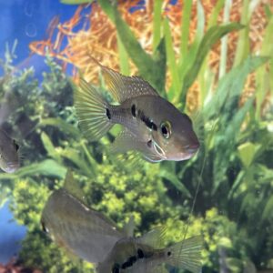 Ciclido Boca de Fuego (Thorichthys meeki)