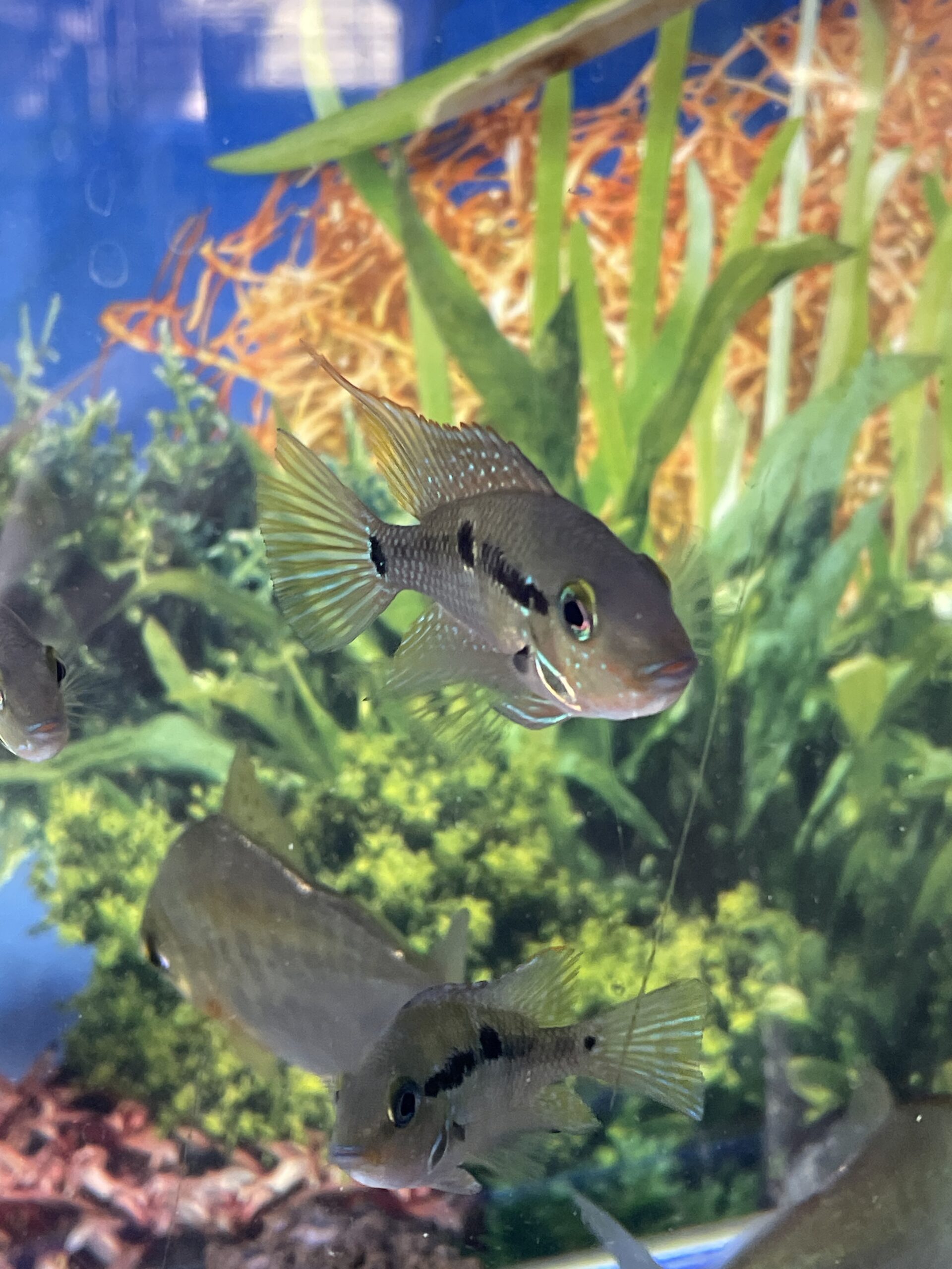 Ciclido Boca de Fuego (Thorichthys meeki)