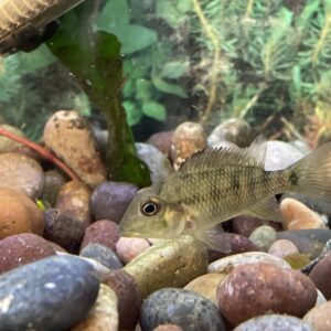 Ciclido Geophagus 7 cm