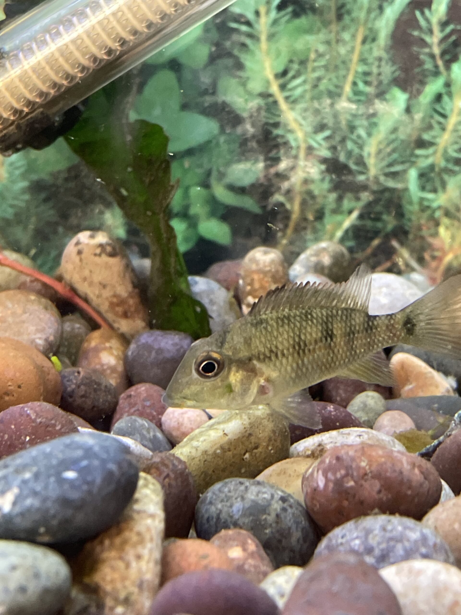 Ciclido Geophagus 7 cm