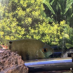 Heros Severum