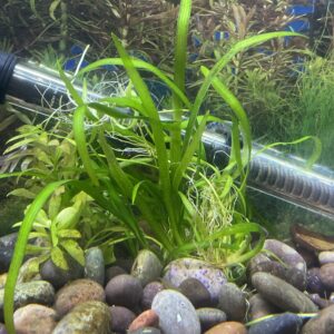 Planta Sagitaria