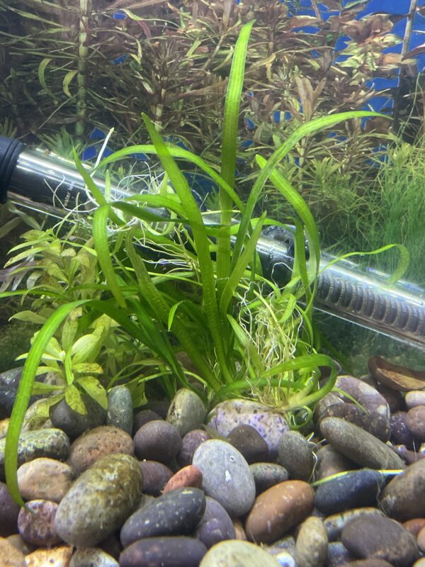 Planta Sagitaria