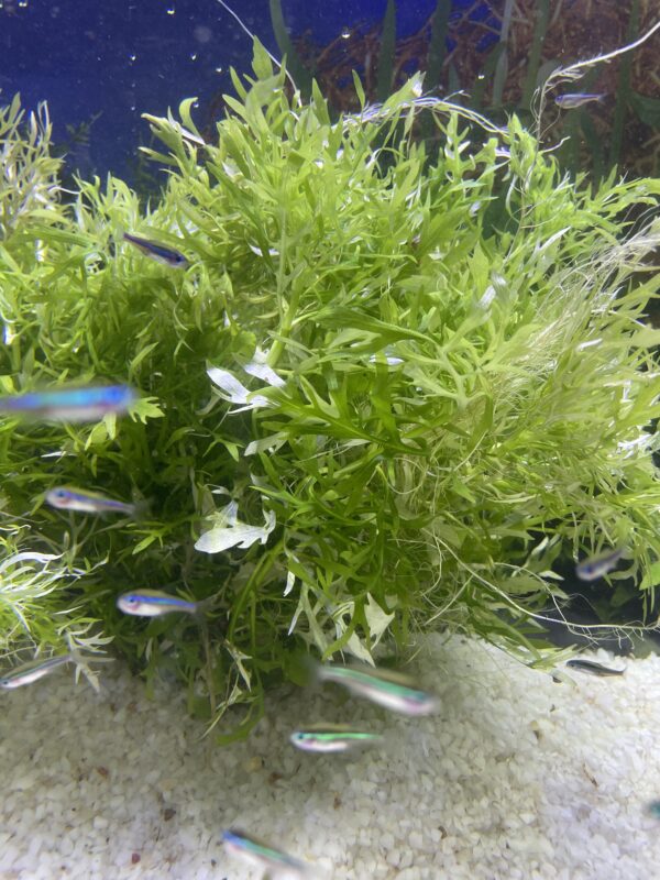 Planta Hygrophila difformis