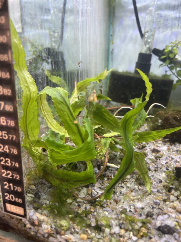 Cryptocoryne gecko