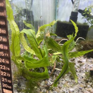 Planta Cryptocoryne gecko