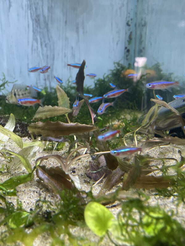 Cryptocoryne wisilli