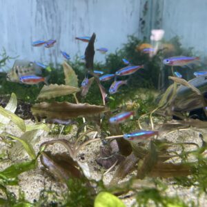 Planta Cryptocoryne wisilli