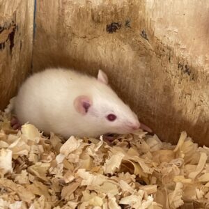 Rata de laboratorio blanca