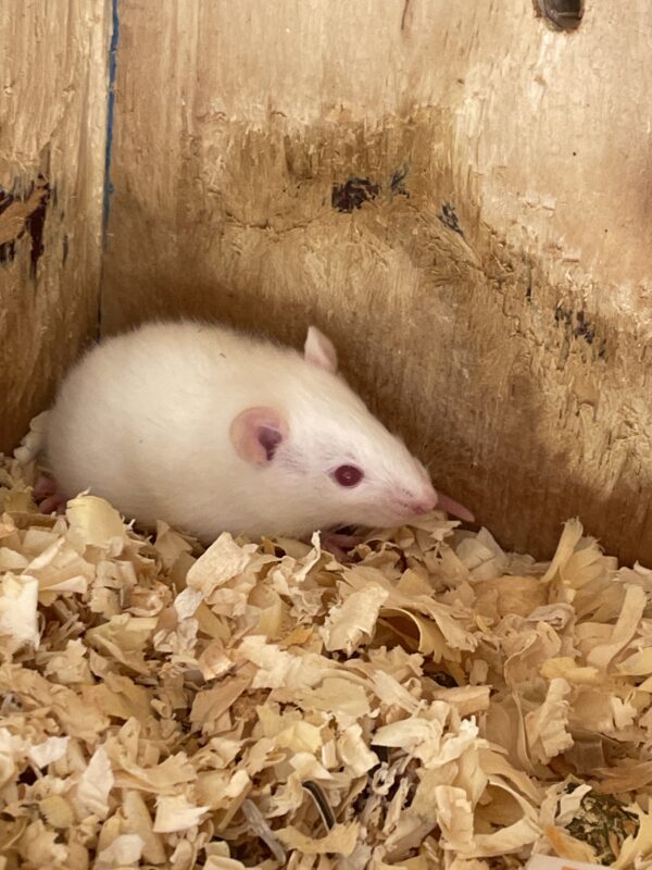Rata de laboratorio blanca