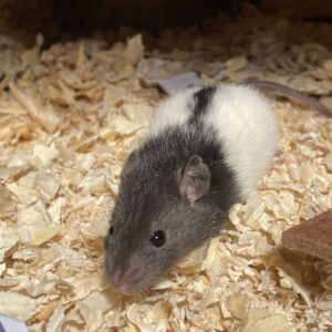 Rata de laboratorio blanca con negro