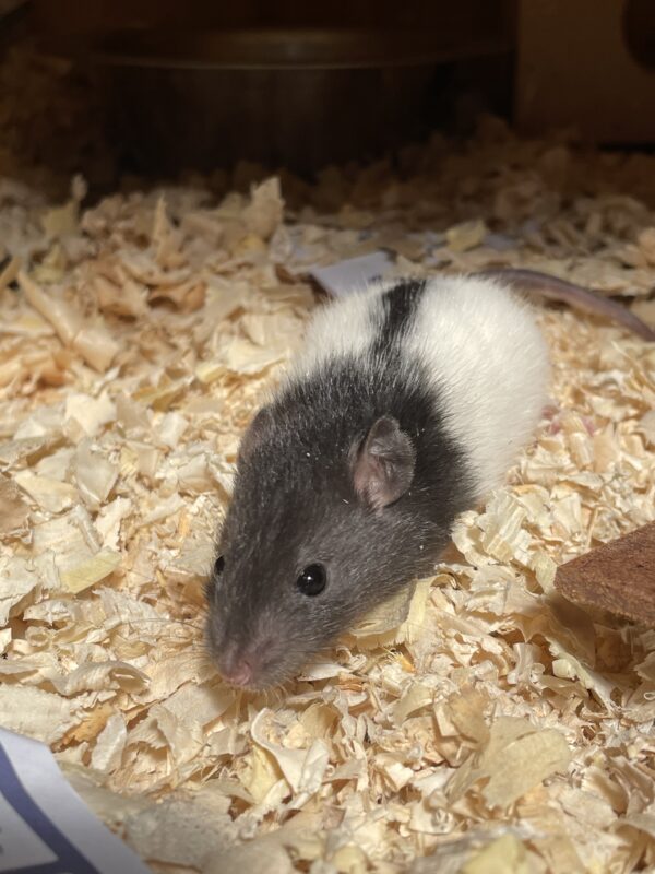 Rata de laboratorio blanca con negro