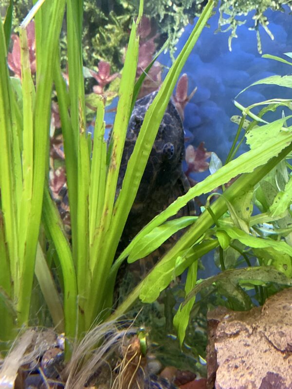 Plecostomus Mariposa (Gibby)