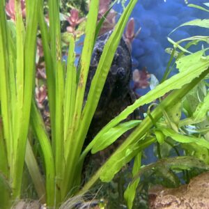 Plecostomus Mariposa (Gibby)