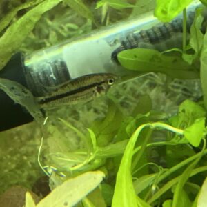 Apistogramma agassizii