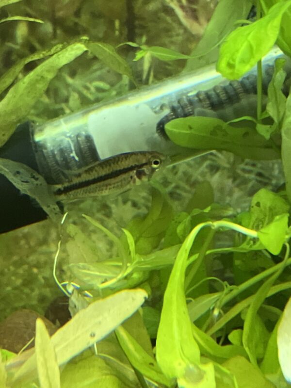 Apistogramma agassizii