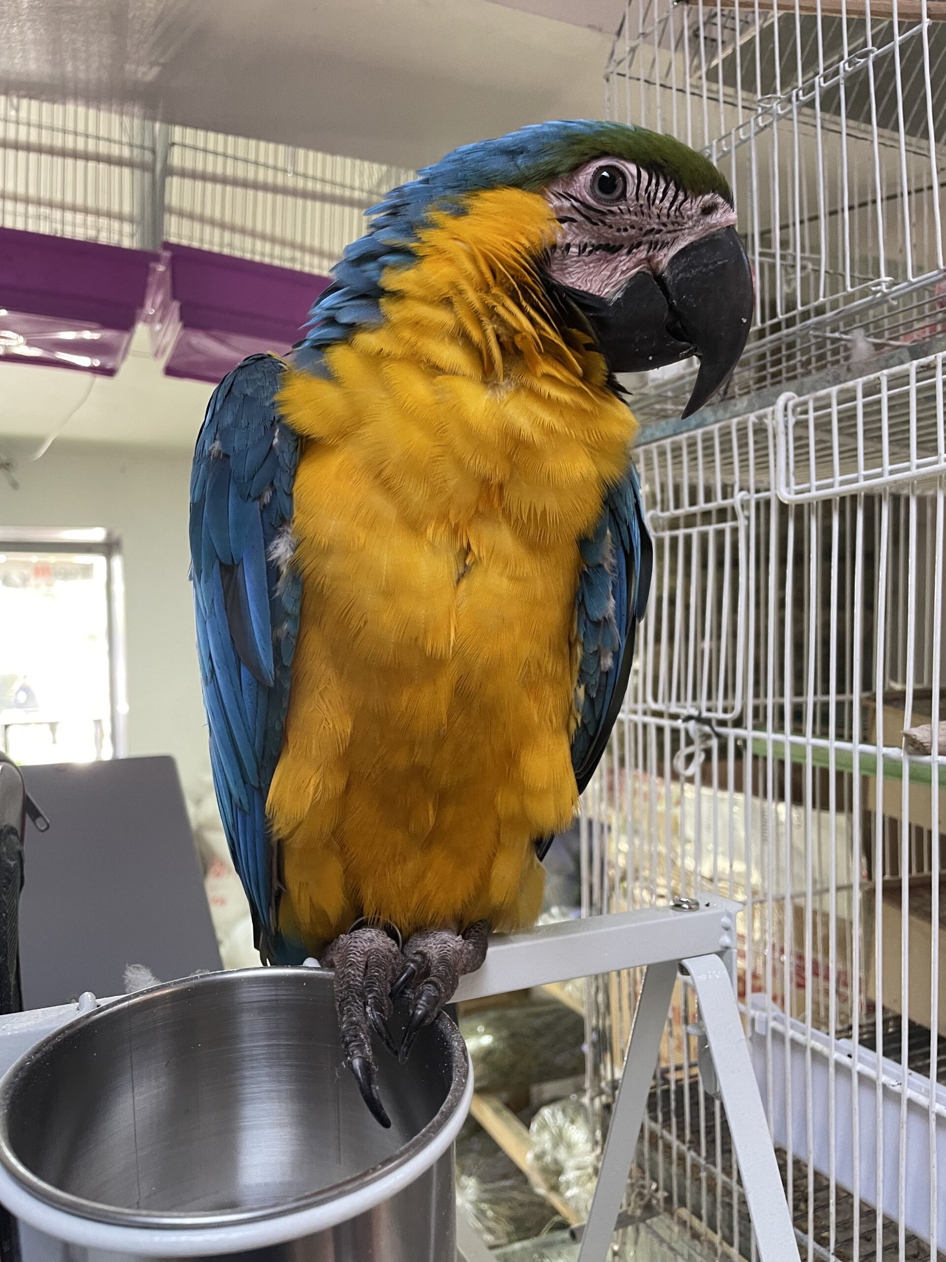 Guacamayo Azul y Amarillo (Ara ararauna) – 7 meses - Imagen 2