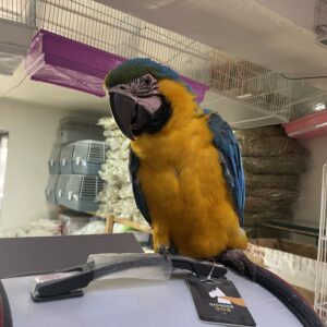 Guacamayo Azul y Amarillo (Ara ararauna) – 7 meses