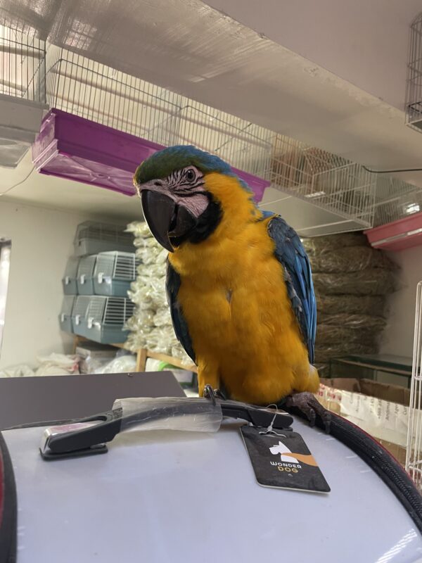 Guacamayo Azul y Amarillo (Ara ararauna) – 7 meses