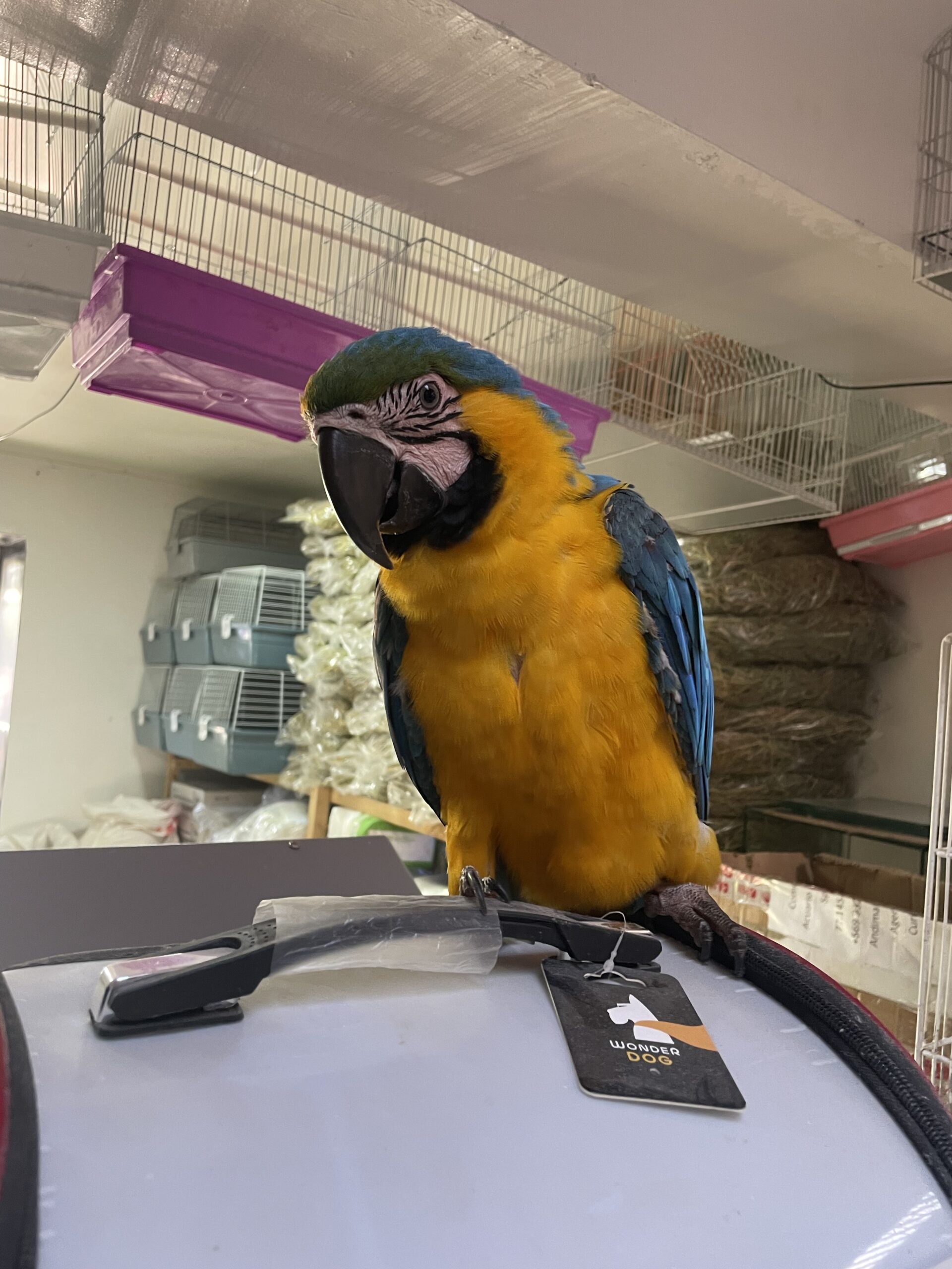 Guacamayo Azul y Amarillo (Ara ararauna) – 7 meses