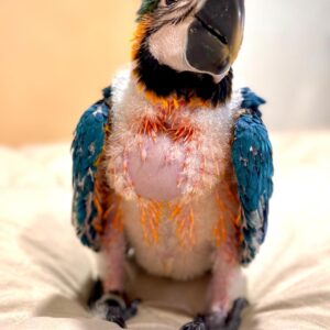 Guacamayo Azul y Amarillo (Ara ararauna)