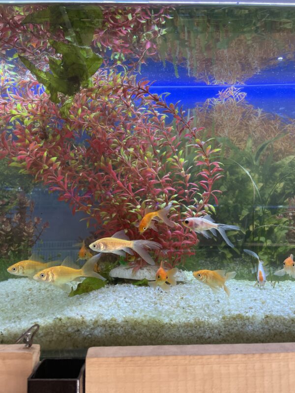 Carassius Cometa Mix Medianos