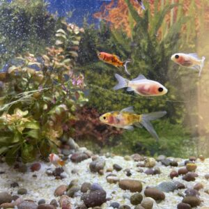 Carassius Cometa mix Pequeños