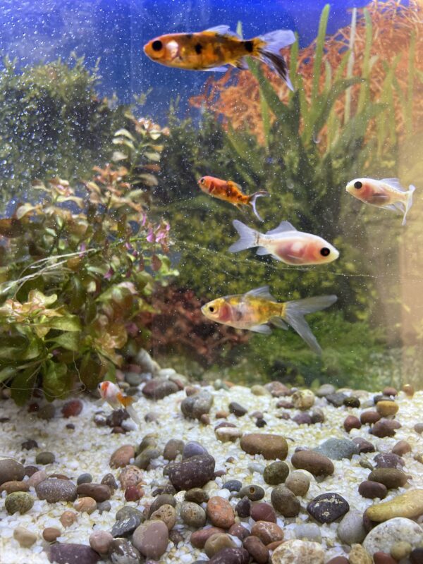 Carassius Cometa mix Pequeños