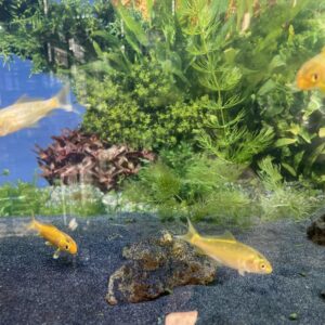 Koi surtido 4 CM 3x12000