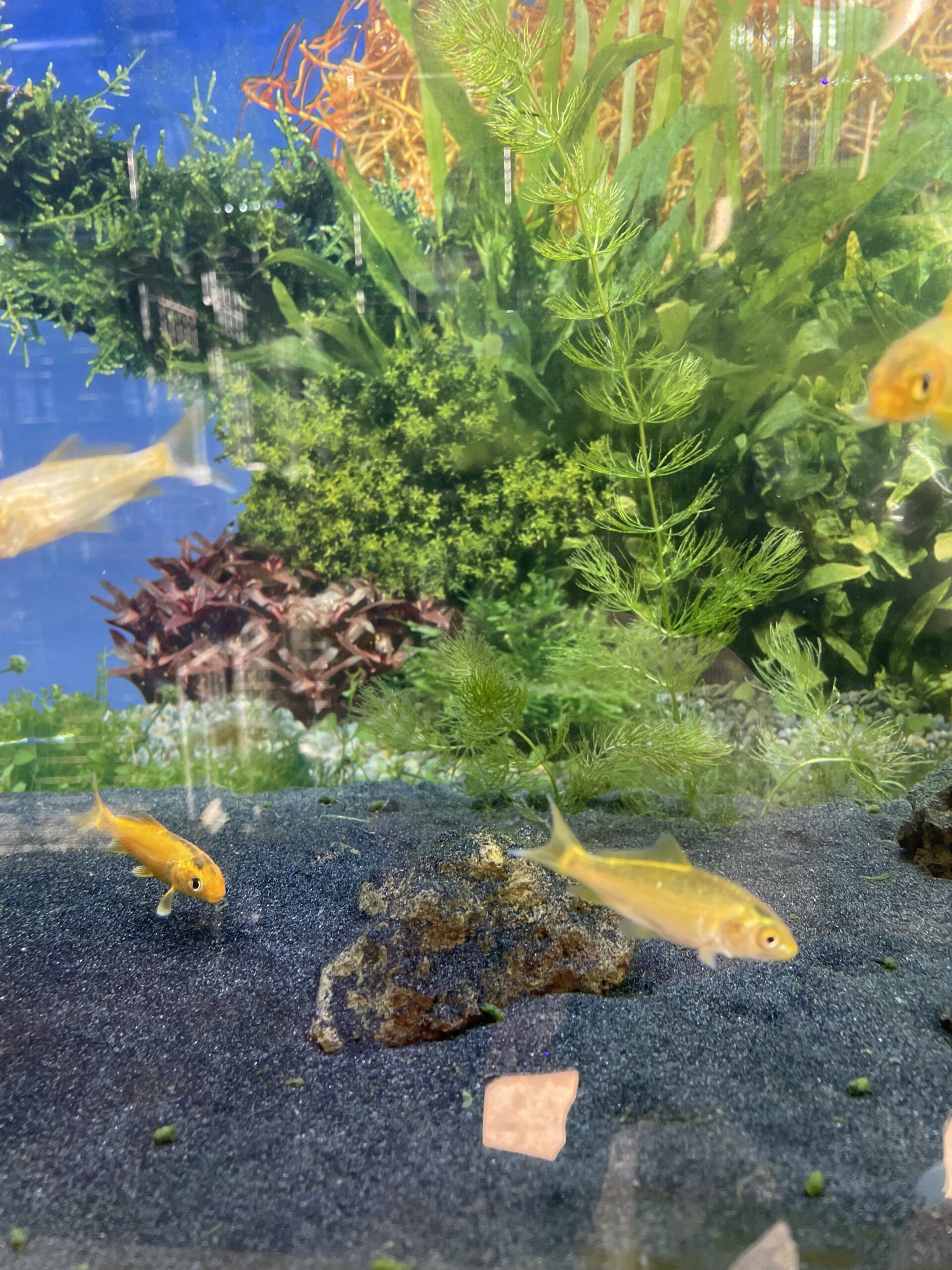 Koi pequeño