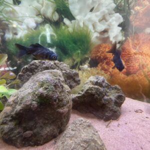 Carassius telescopico negro