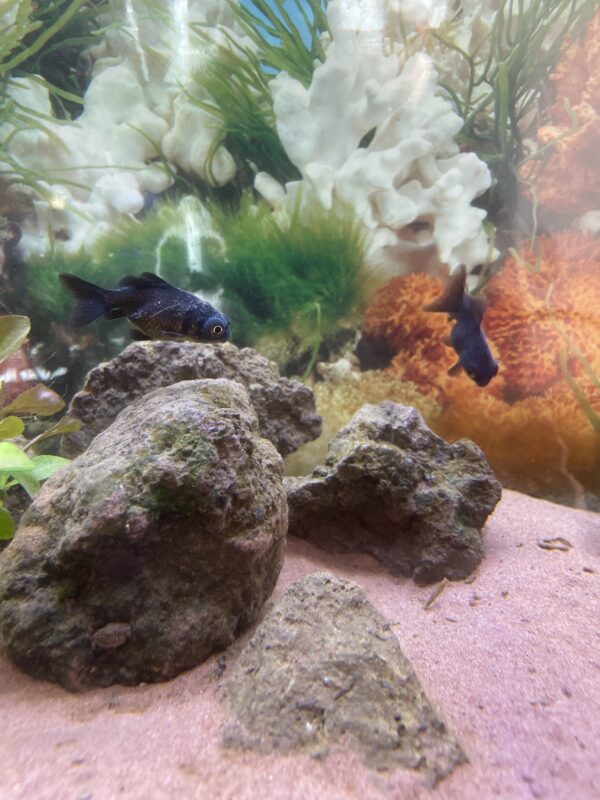 Carassius telescopico negro