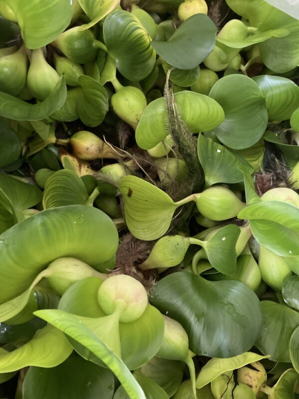 Planta Jacinto