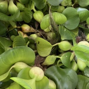 Planta Jacinto