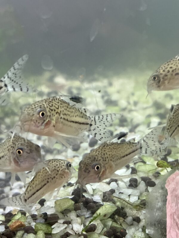 Corydora Jullie