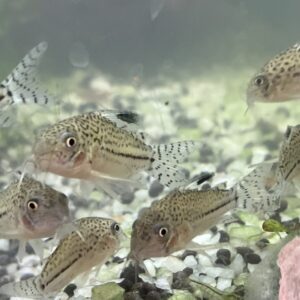 Corydora Jullie 5x20.000